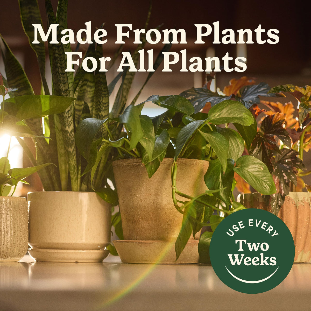 Miracle-Gro Organic Indoor Plant Food helping seedlings establish healthy roots