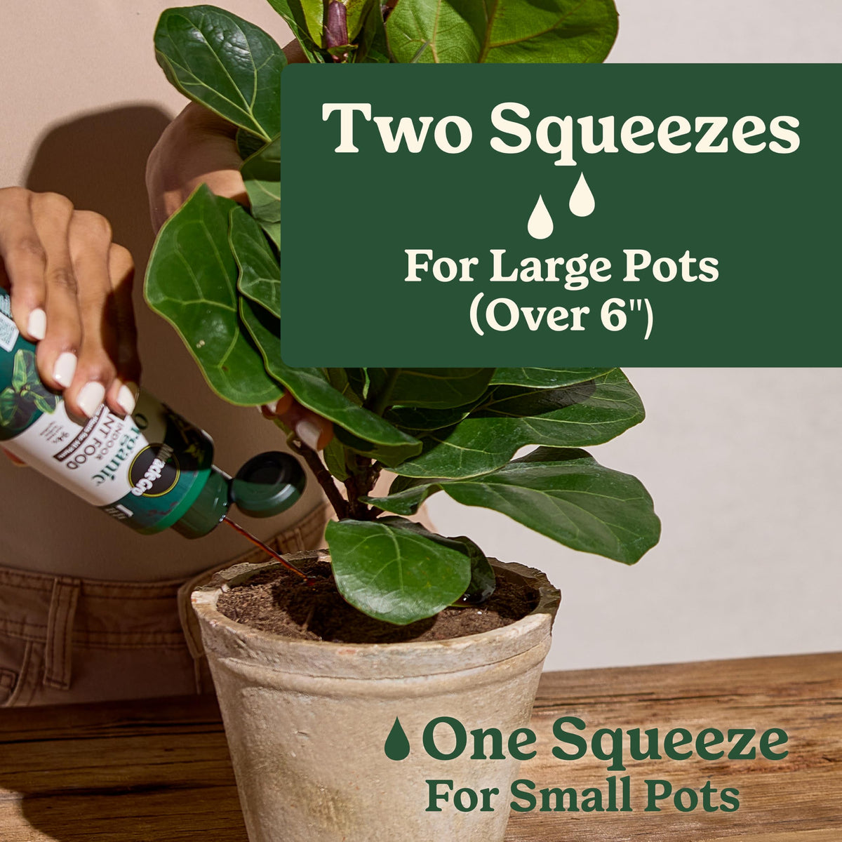 Miracle-Gro Organic Indoor Plant Food applied to small pots for thriving houseplants