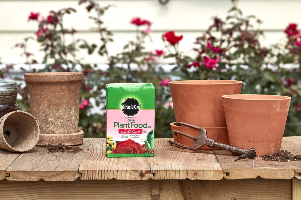 Outdoor rose feeding application in garden with Miracle-Gro