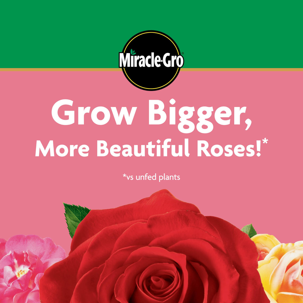 Outdoor rose garden being fed with Miracle-Gro for steady nourishment