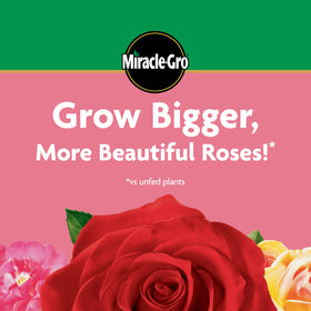 Outdoor rose garden being fed with Miracle-Gro for steady nourishment