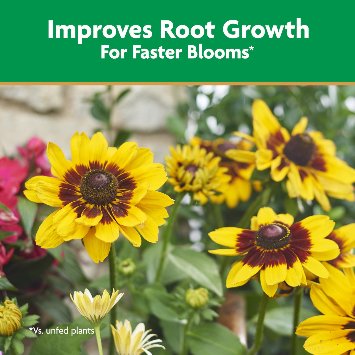 Miracle-Gro Quick Start root-feeding during transplant care.