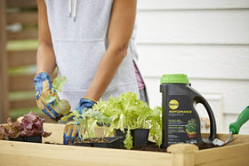 Healthy vegetables thriving in raised bed after organic feeding