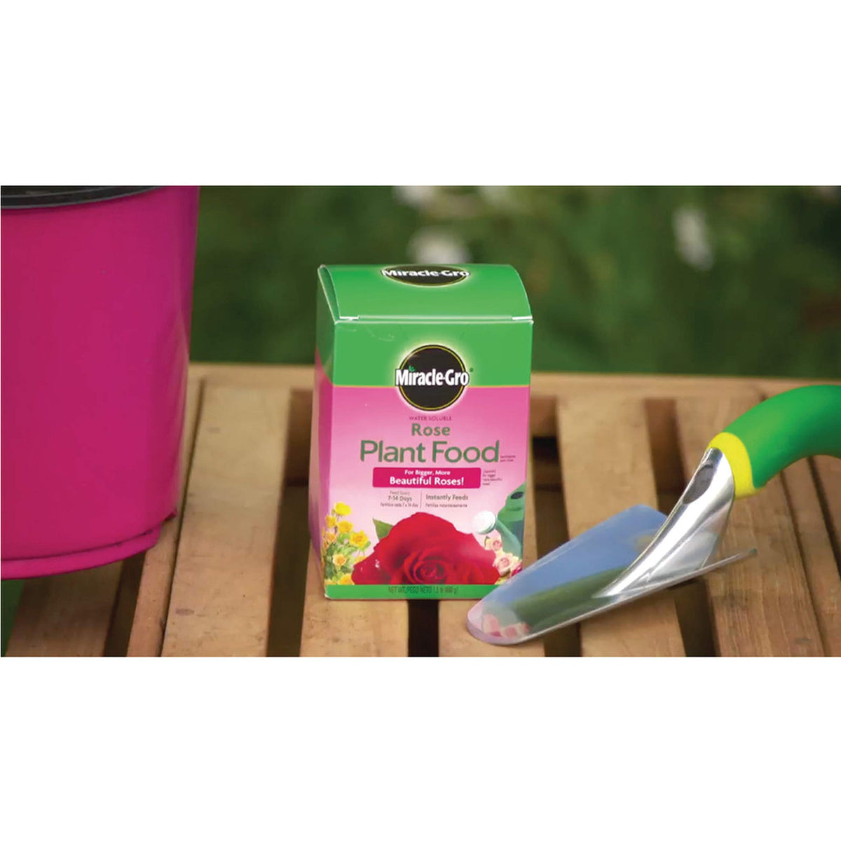 Miracle-Gro rose food dissolving in water ready to feed roses