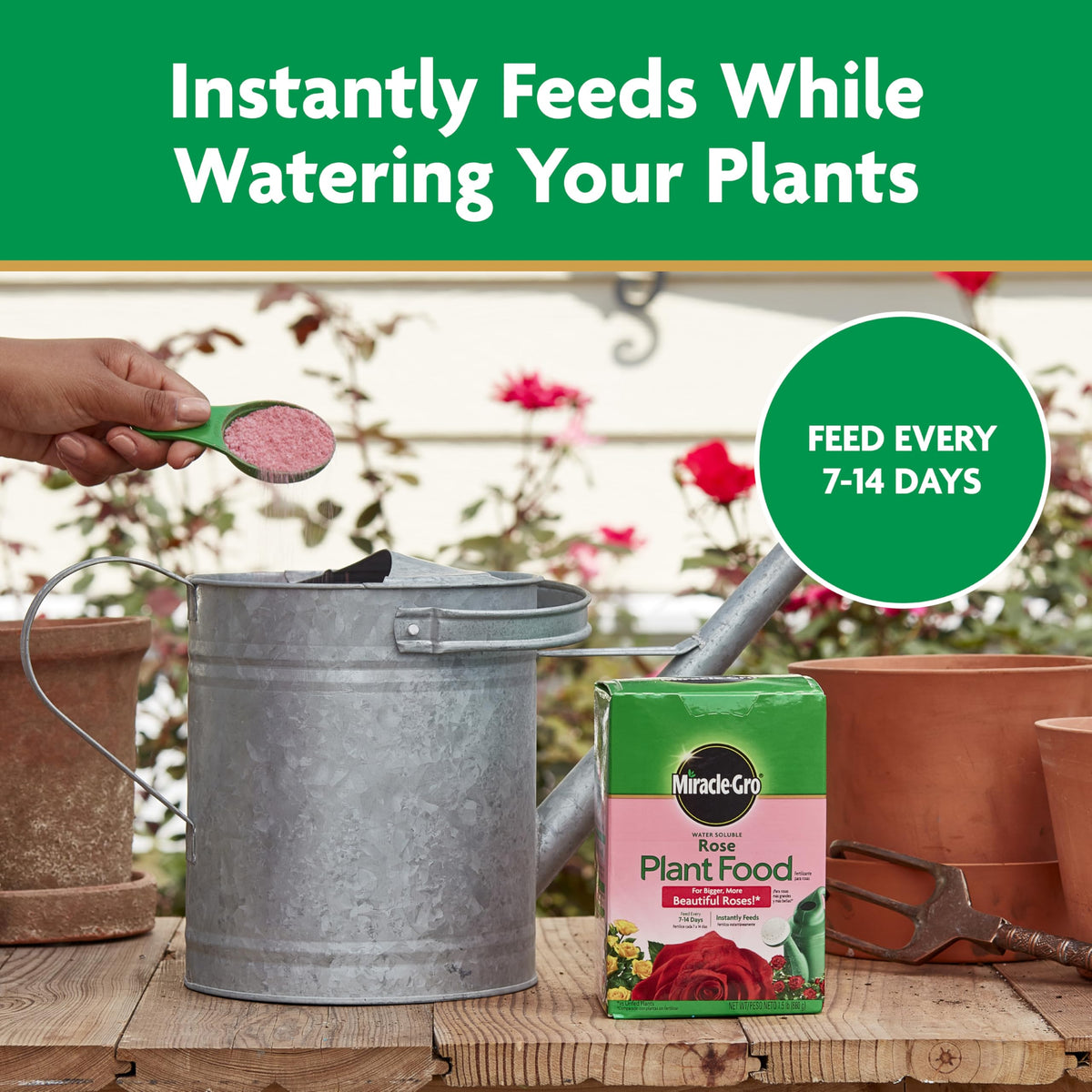 Rose plants watered with a can using Miracle-Gro feeding