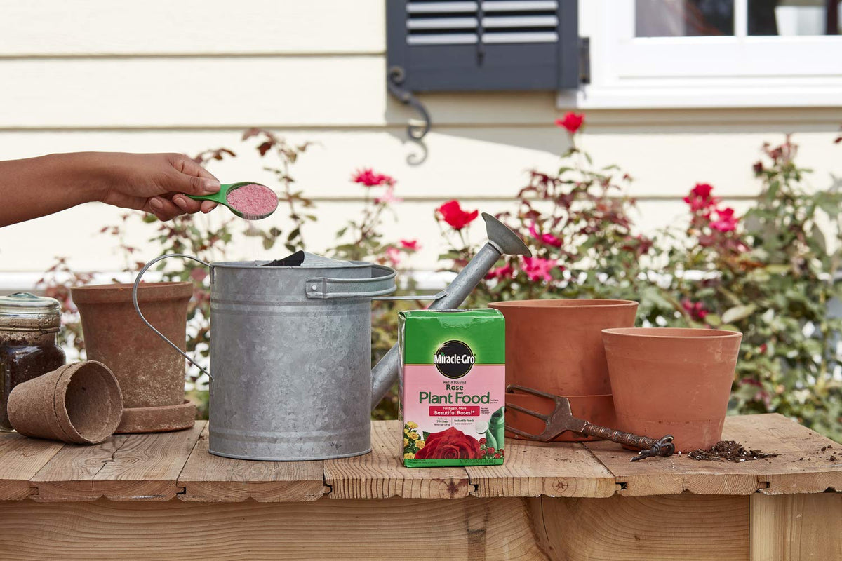Rose stems strengthened by Miracle-Gro plant food for growth