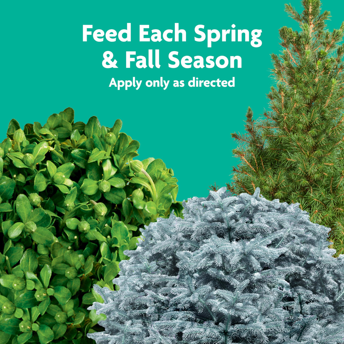 Miracle-Gro Shake 'N Feed is ideal for acid-loving plants.