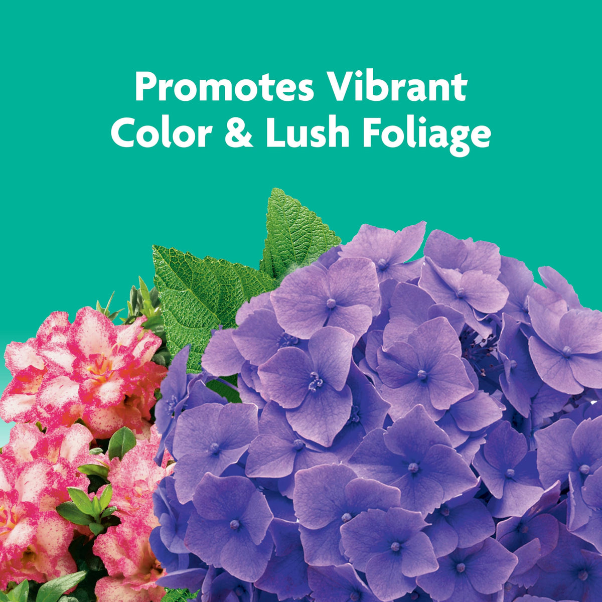 Miracle-Gro Shake 'N Feed bloom display indicates vibrant flowers.