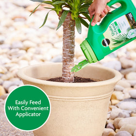 Soil evenly spread under palm fronds to feed roots