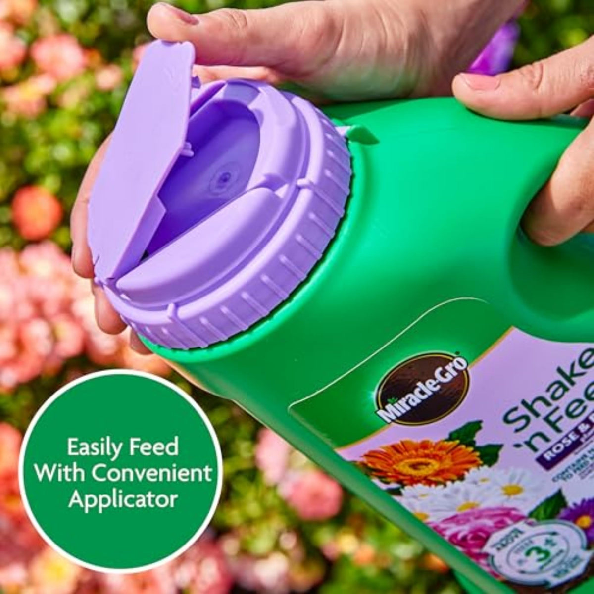 Hands applying granules to a rose bush for blooms enhancement