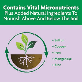 Container roses receiving continuous nutrition from Miracle-Gro for consistent blooms