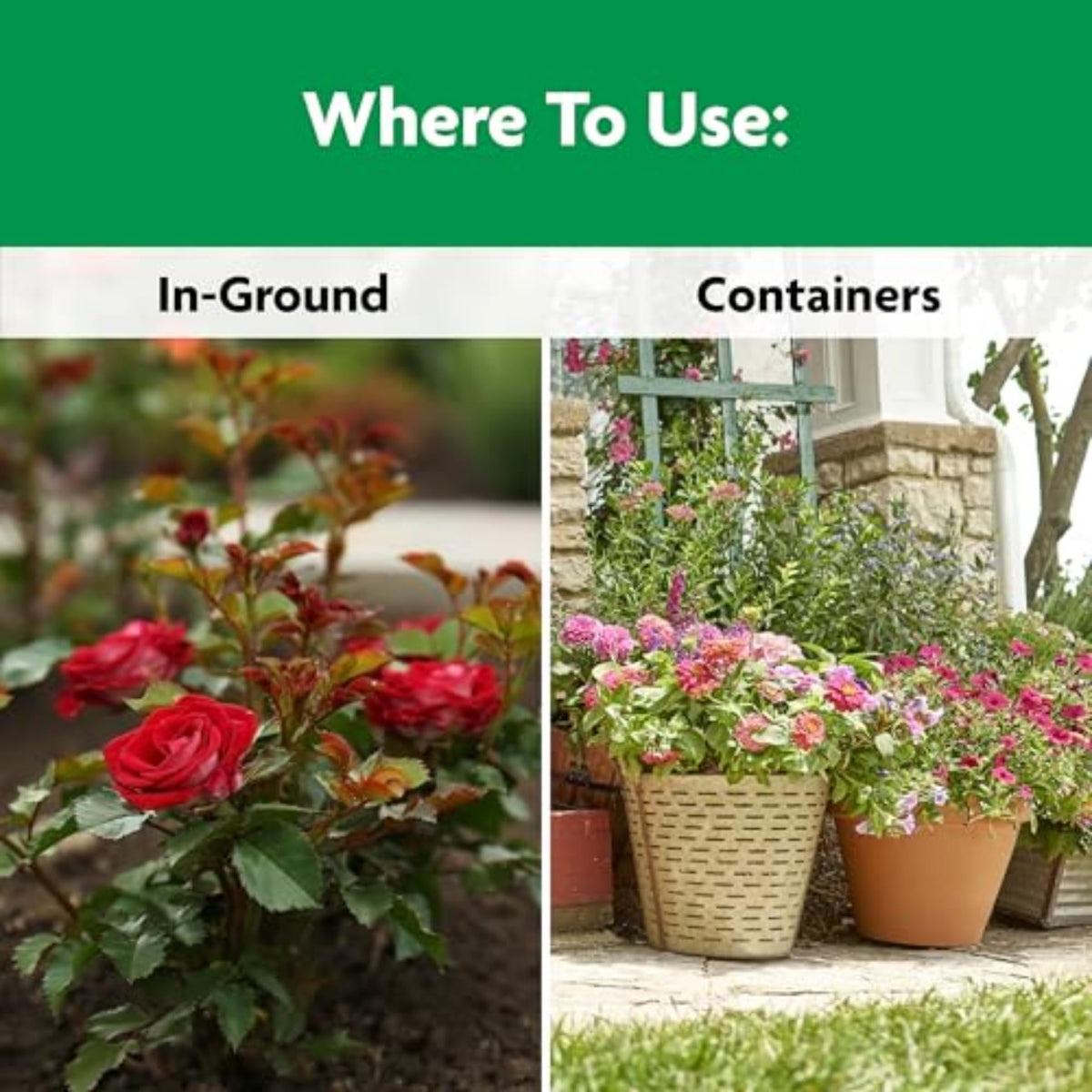 Roses thriving in garden with Miracle-Gro Rose & Bloom feeding