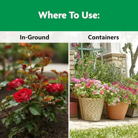 Roses thriving in garden with Miracle-Gro Rose & Bloom feeding