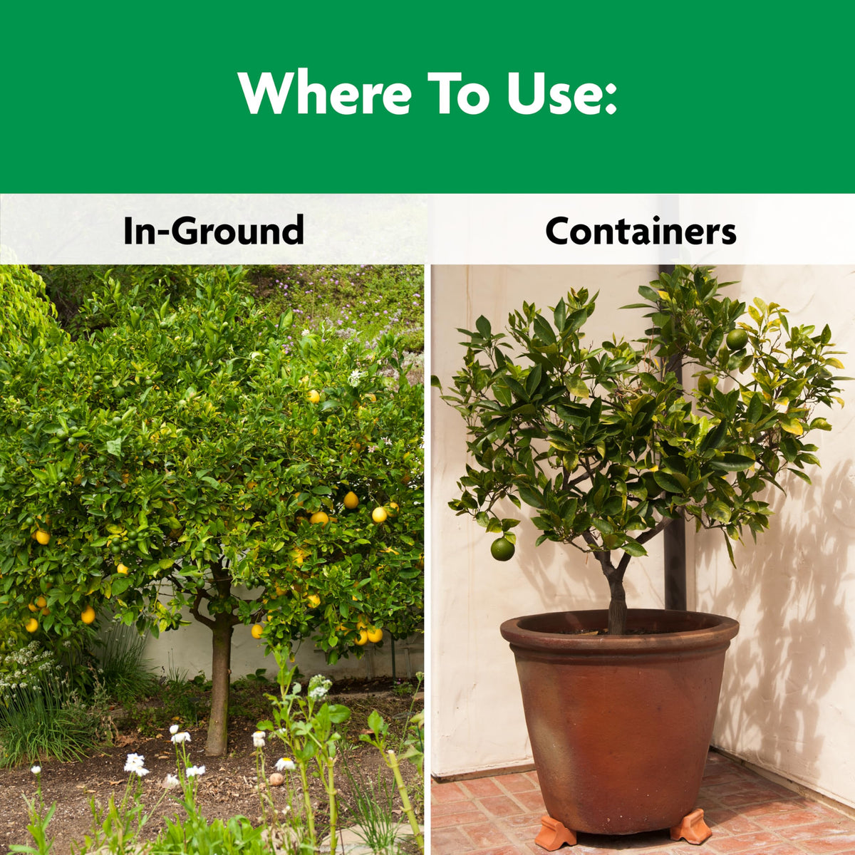 Shaken onto soil under branch spread for even Miracle-Gro feeding.