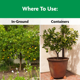 Shaken onto soil under branch spread for even Miracle-Gro feeding.