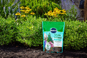 Miracle-Gro Shake 'N Feed spread on soil provides steady feeding.