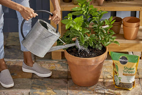 Miracle-Gro Shake 'n Feed three-month feeding cycle visual in garden.