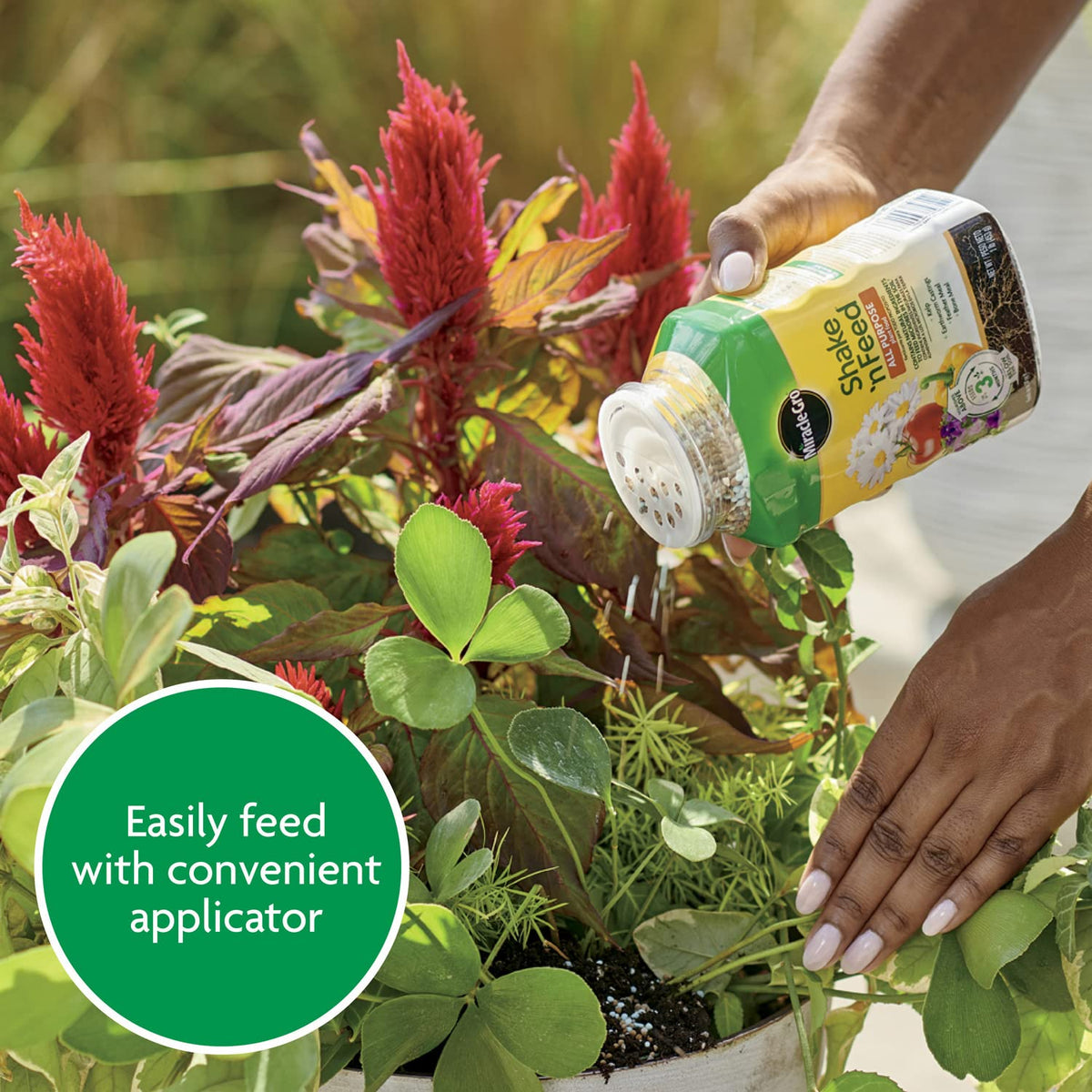 Miracle-Gro Shake 'N Feed starts feeding after watering for roots.