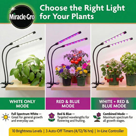 Miracle-Gro vegetative mode supports lush foliage and healthy growth.