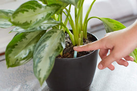 Miracle-Gro Indoor Plant Food Spikes being inserted into a pot for easy feeding.