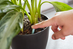 Miracle-Gro plant food spikes in action feeding through soil for two months.