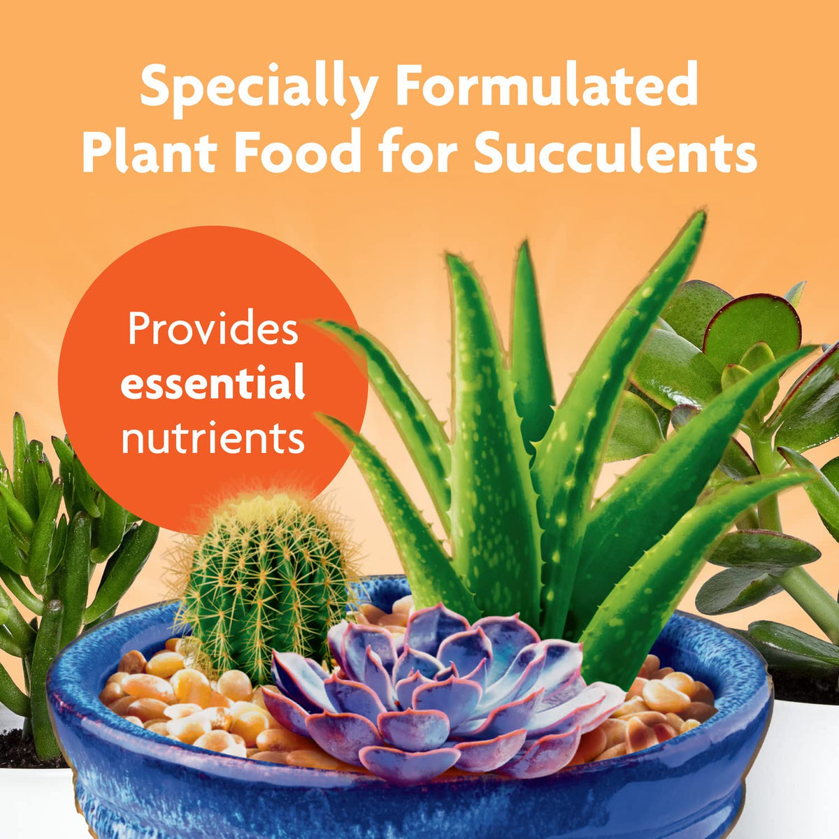 Miracle-Gro Succulent Plant Food applied to soil for instant feeding.