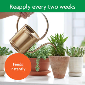 Miracle-Gro Succulent Plant Food jade-succulent shows healthy jade plants.