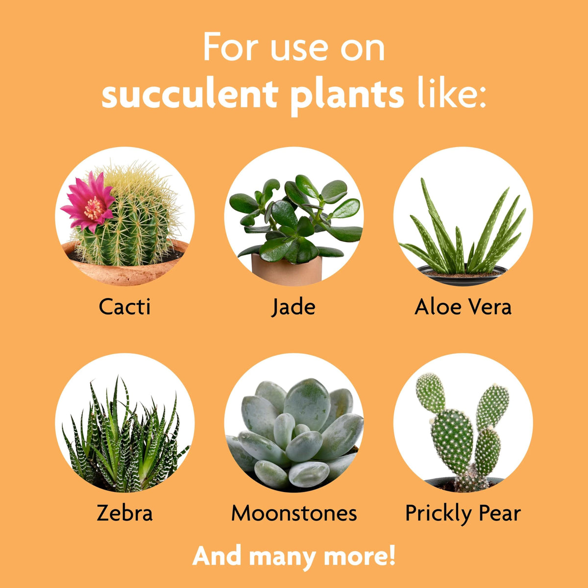 Miracle-Gro Succulent Plant Food mixing-dilution feeds multiple plants at once.
