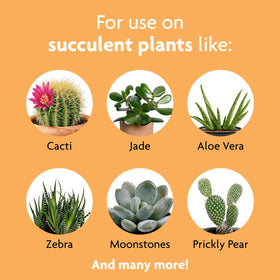 Miracle-Gro Succulent Plant Food mixing-dilution feeds multiple plants at once.