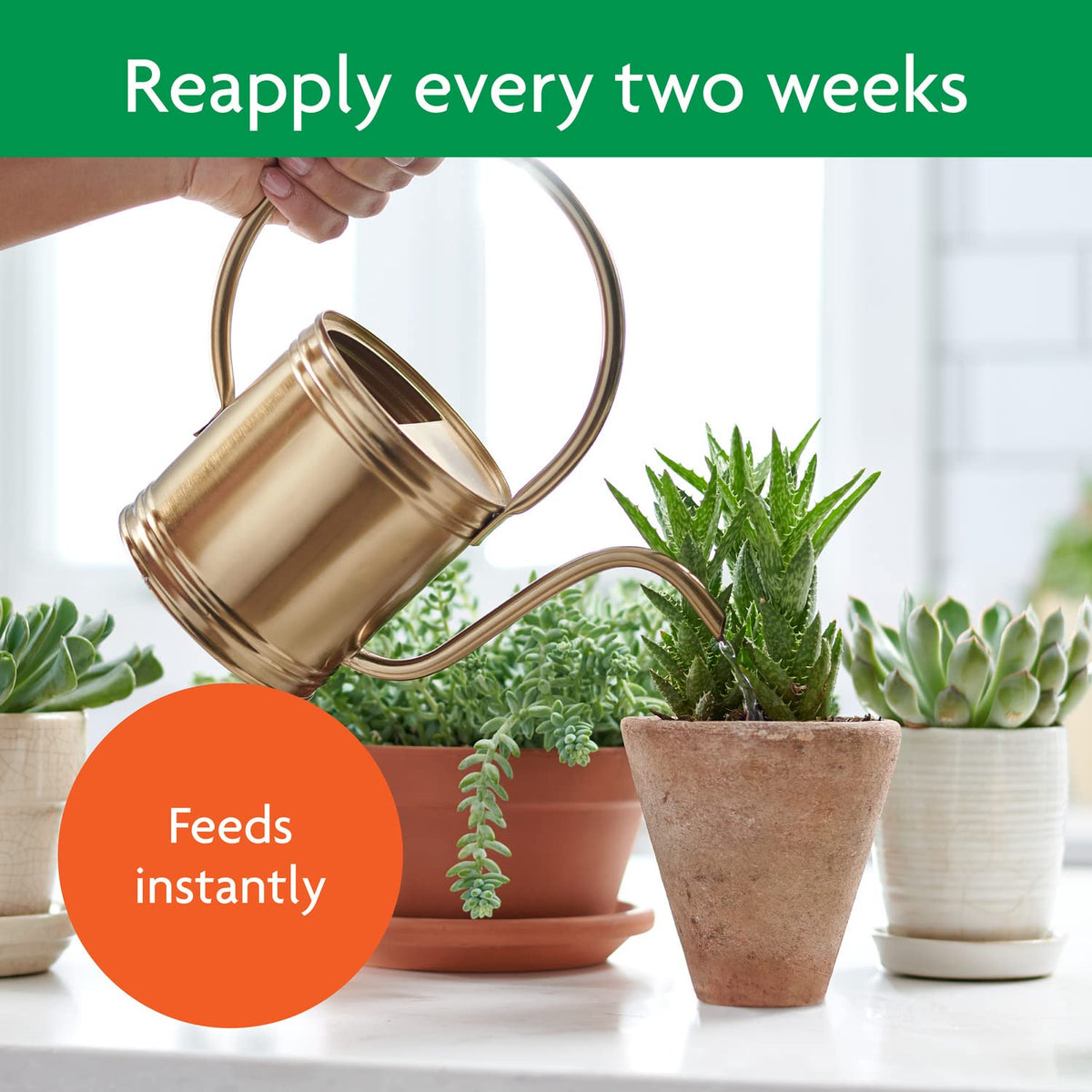 Miracle-Gro Succulent Plant Food reapplication every two weeks for care.