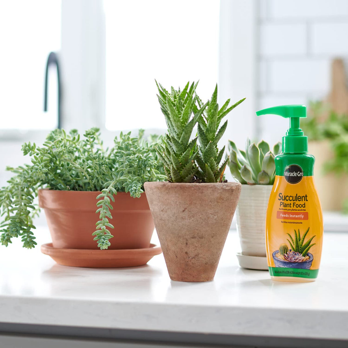 Miracle-Gro Succulent Plant Food being mixed with water for regular care.