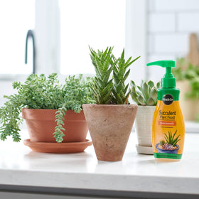 Miracle-Gro Succulent Plant Food being mixed with water for regular care.