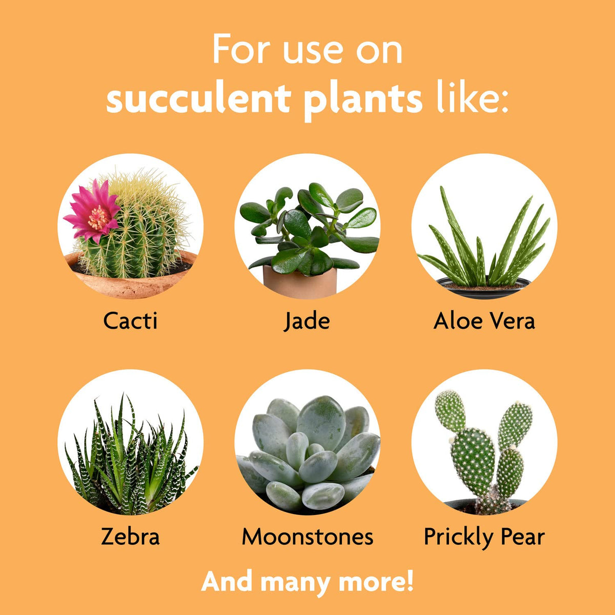 Miracle-Gro Succulent Plants in pots show lush indoor greenery.
