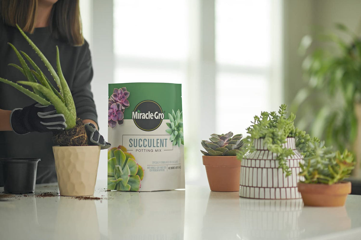 Aloe vera in Miracle-Gro mix demonstrates easy indoor succulent care in a pot.