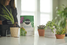 Aloe vera in Miracle-Gro mix demonstrates easy indoor succulent care in a pot.