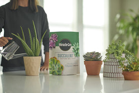 Bag of Miracle-Gro succulent potting mix ready for planting in a pot.