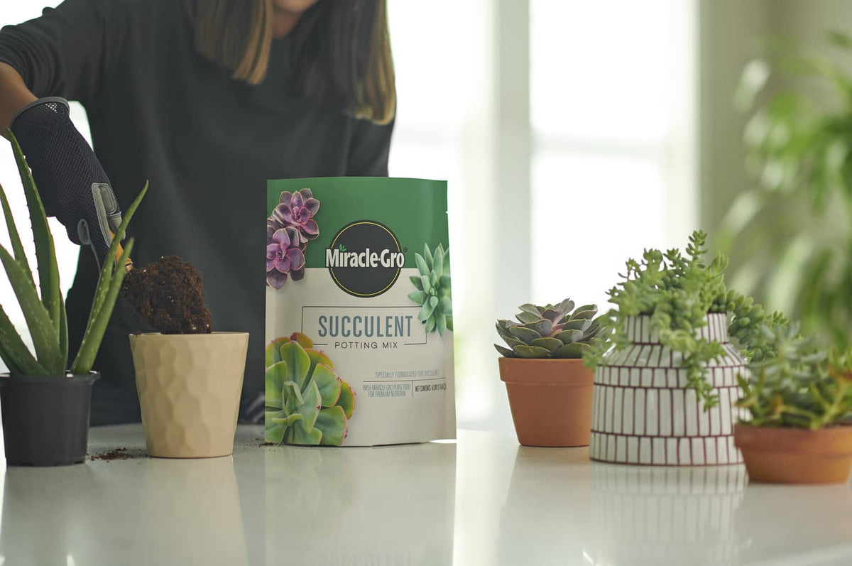 Close-up texture of Miracle-Gro mix showing peat moss and nutrients for succulents.