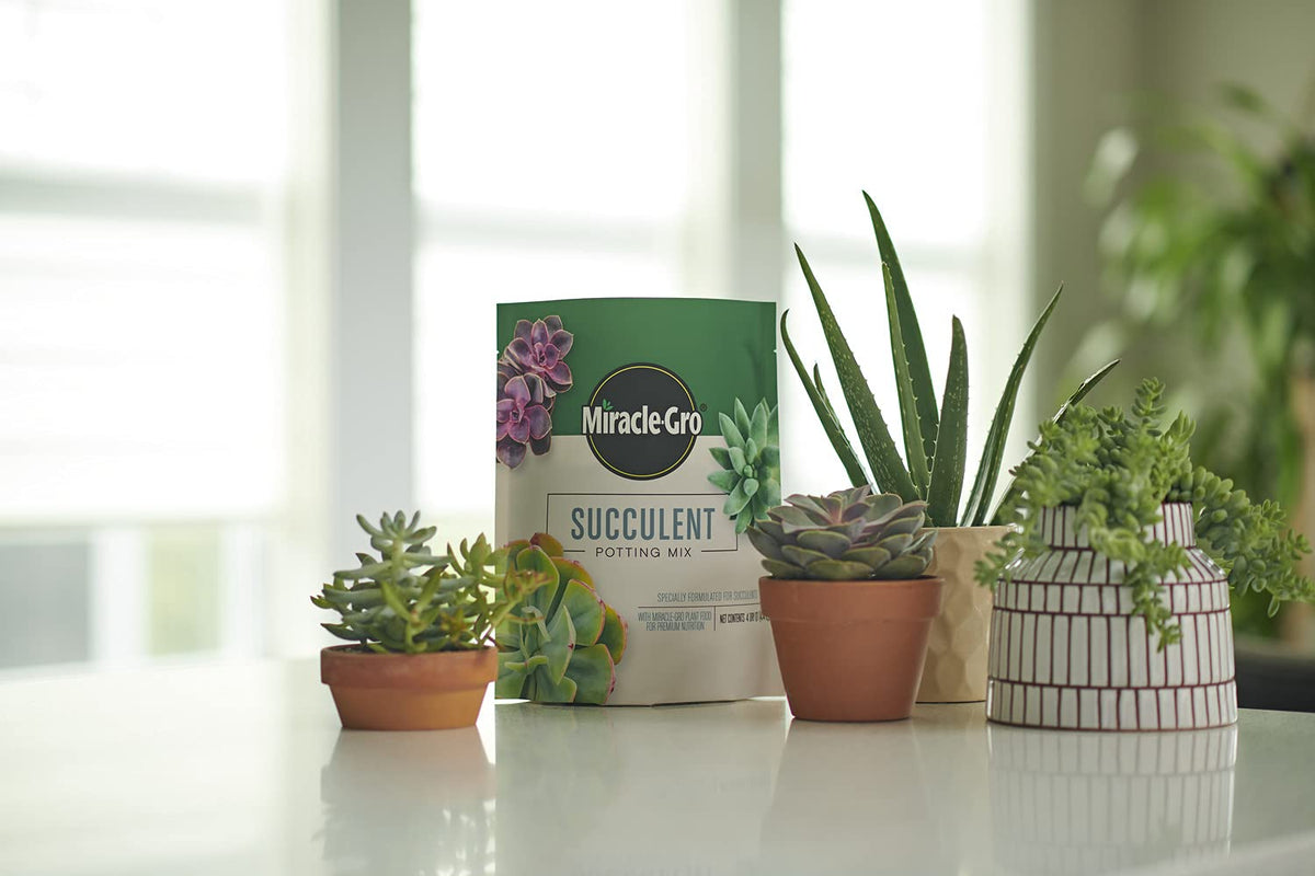 Root-ball prep with Miracle-Gro mix helps establish strong succulent roots.