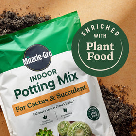 Succulents indoors thriving with Miracle-Gro bundle care