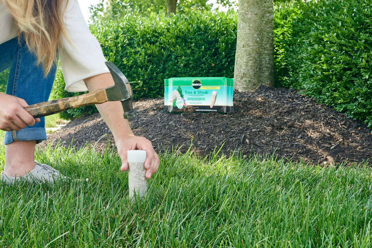 Miracle-Gro spikes inserted into the root zone for direct nourishment