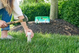 Miracle-Gro spikes inserted into the root zone for direct nourishment