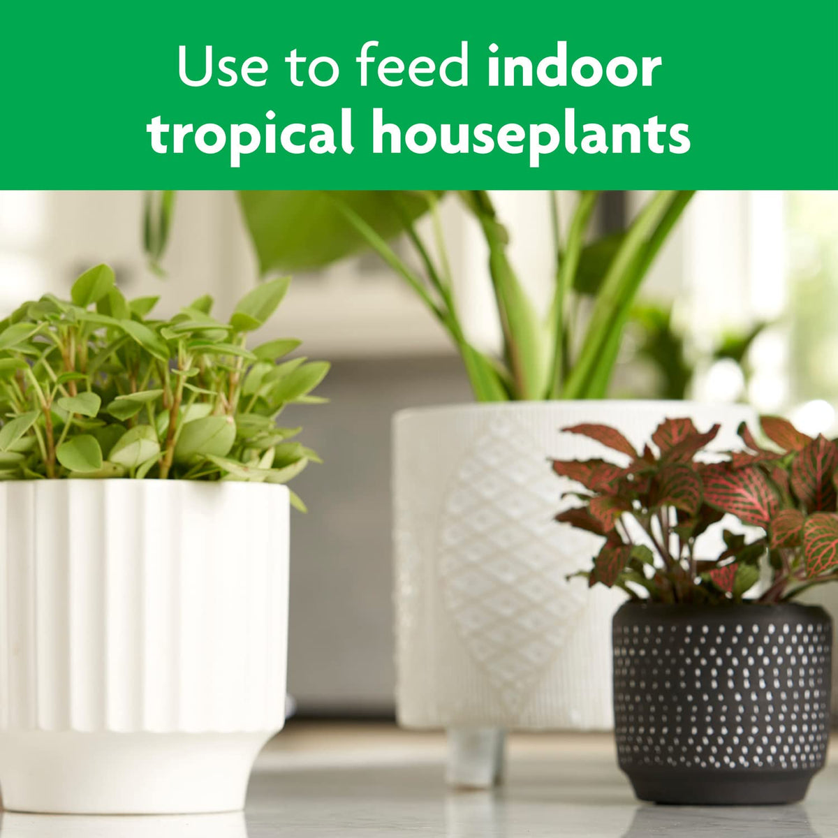 Miracle-Gro Tropical Houseplant Food lush foliage scene with thriving indoor tropical plants