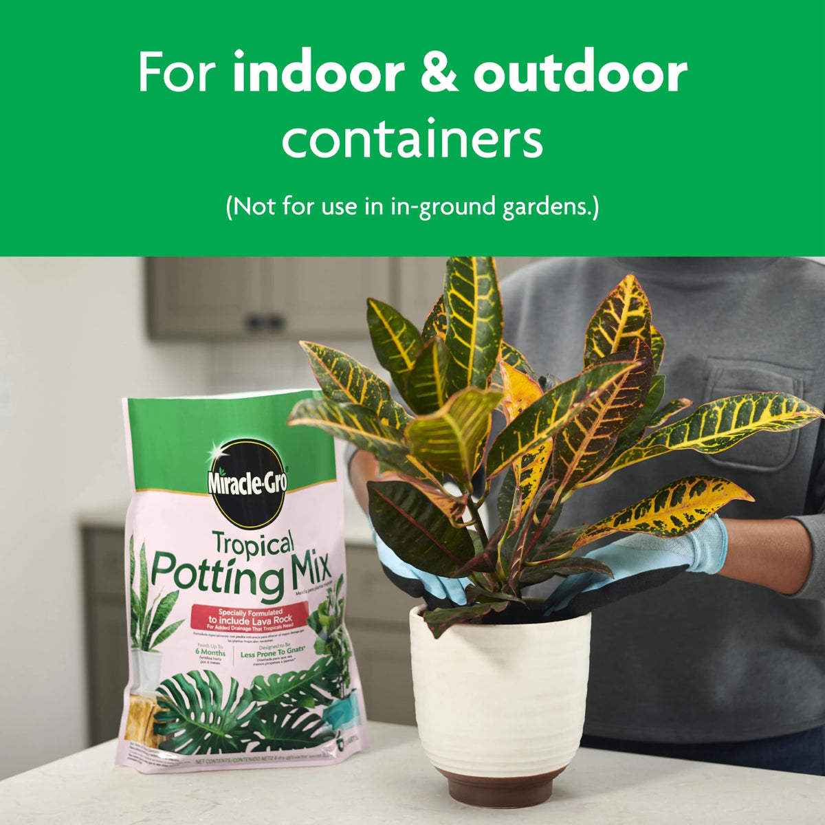 Pothos thriving in Miracle-Gro Tropical Potting Mix for vibrant growth.