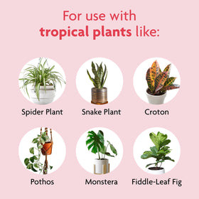 Snake plant in pot using Miracle-Gro Tropical Potting Mix promotes healthy roots.