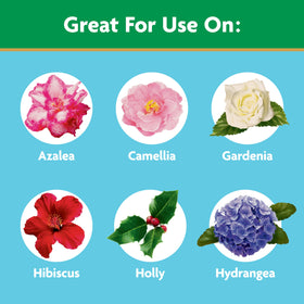 Miracle-Gro Water Soluble Azalea indoor dilution for easy houseplant feeding.