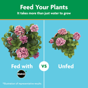 Miracle-Gro Water Soluble bloom-boost formula for acid-loving plants.