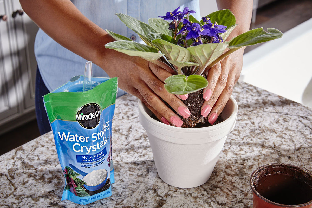 Indoor houseplants benefit from Miracle-Gro Water Storing Crystals during dry indoor air.