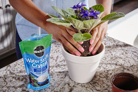 Indoor houseplants benefit from Miracle-Gro Water Storing Crystals during dry indoor air.