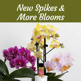 Applying Miracle Lab Keiki Paste to an orchid node for keiki growth.