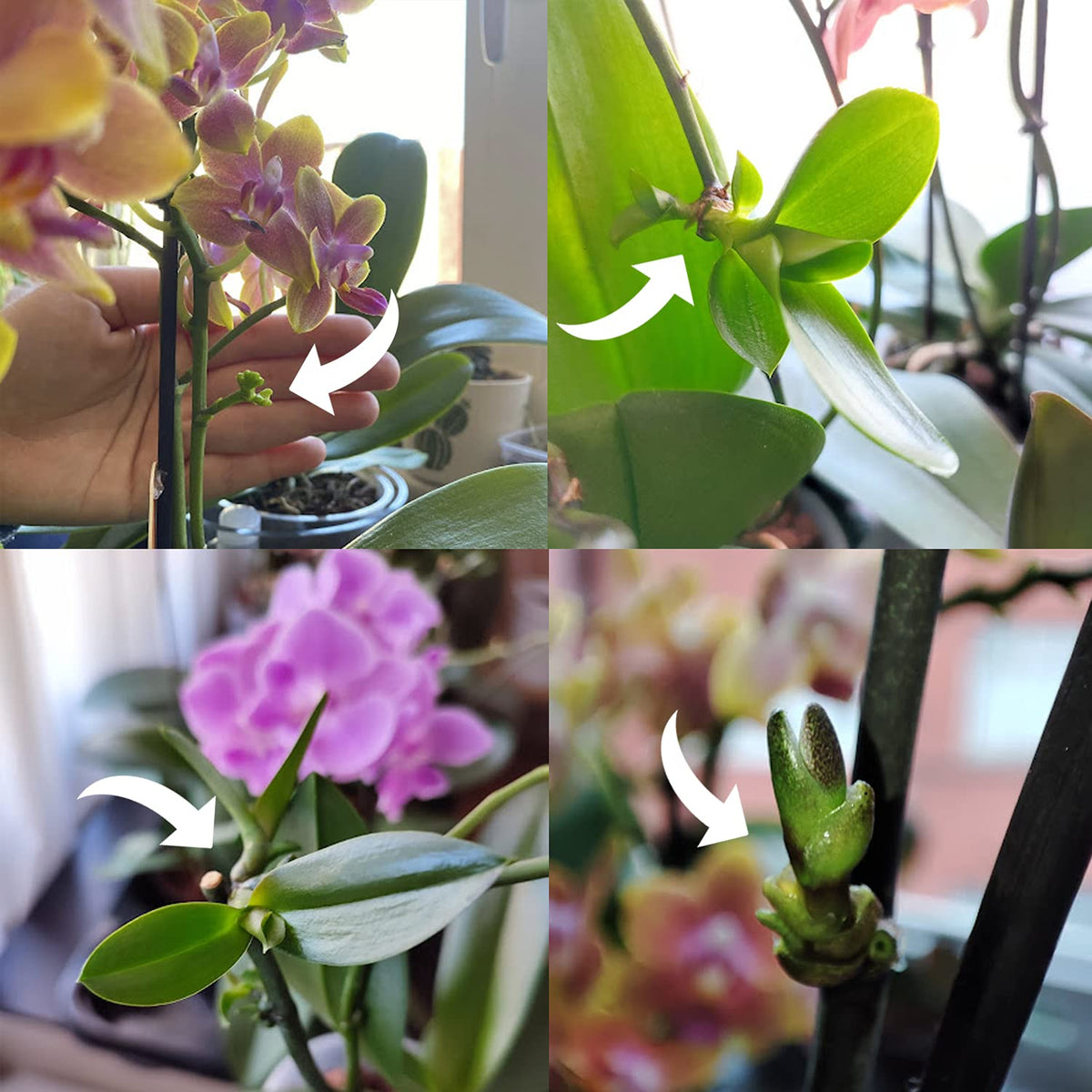 Miracle Lab Keiki Paste used on Hoya and Monstera growing parts.